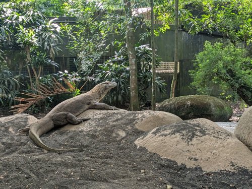 写真1　シンガポール動物園でのタロウ.jpg