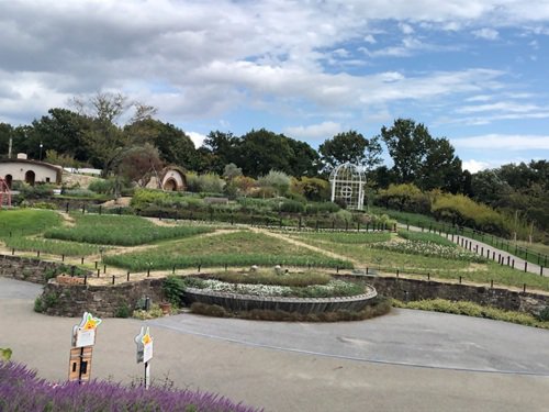 コスモス070929.jpg