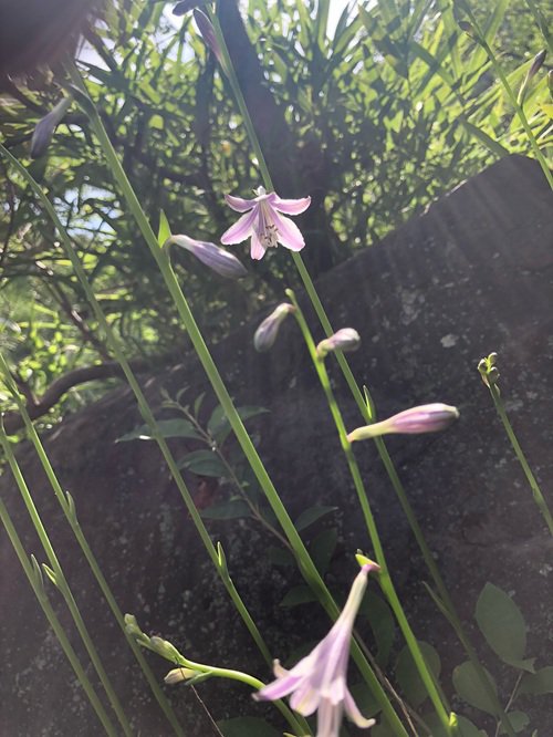 ミズギボウシ070828.jpg