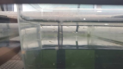 ６．孵化７日採食風景.jpg