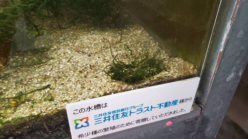 ブログ記事「ハリヨの繁殖」のサムネイル画像