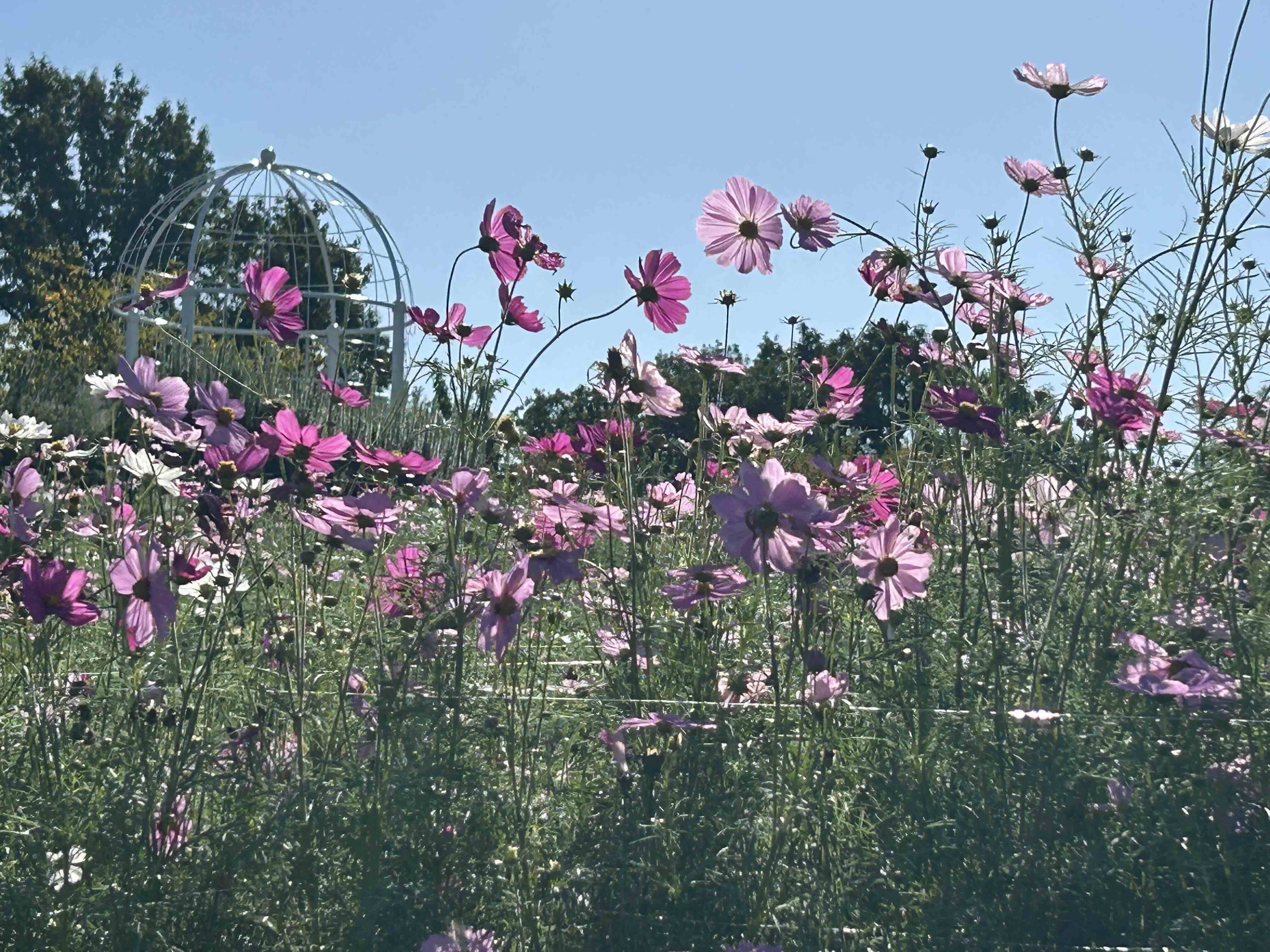 ②コスモス.jpg