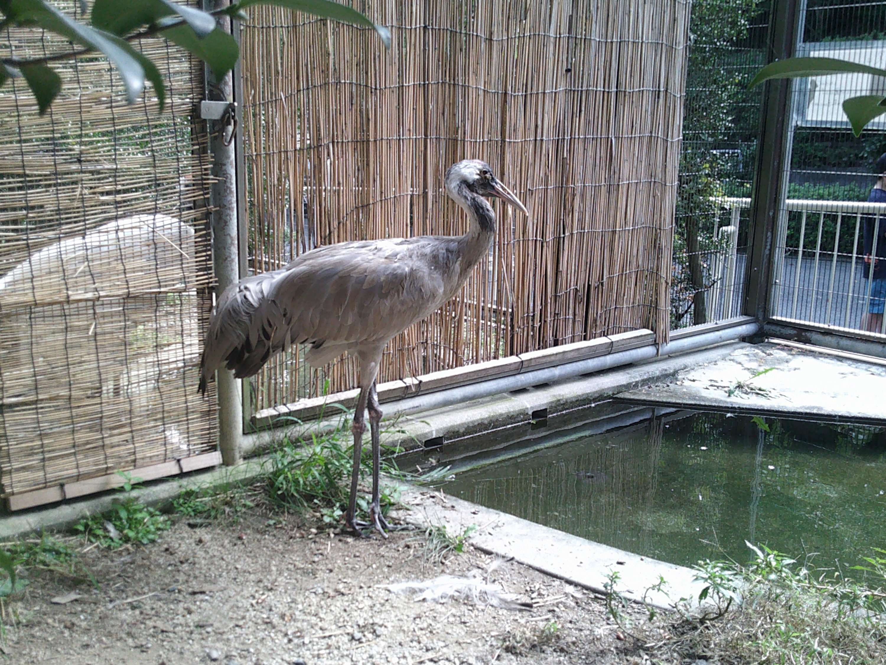 ブログ記事「クロヅルのキンさん」のサムネイル画像