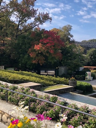 ブログ記事「（植物園長の庭）秋本番です」のサムネイル画像