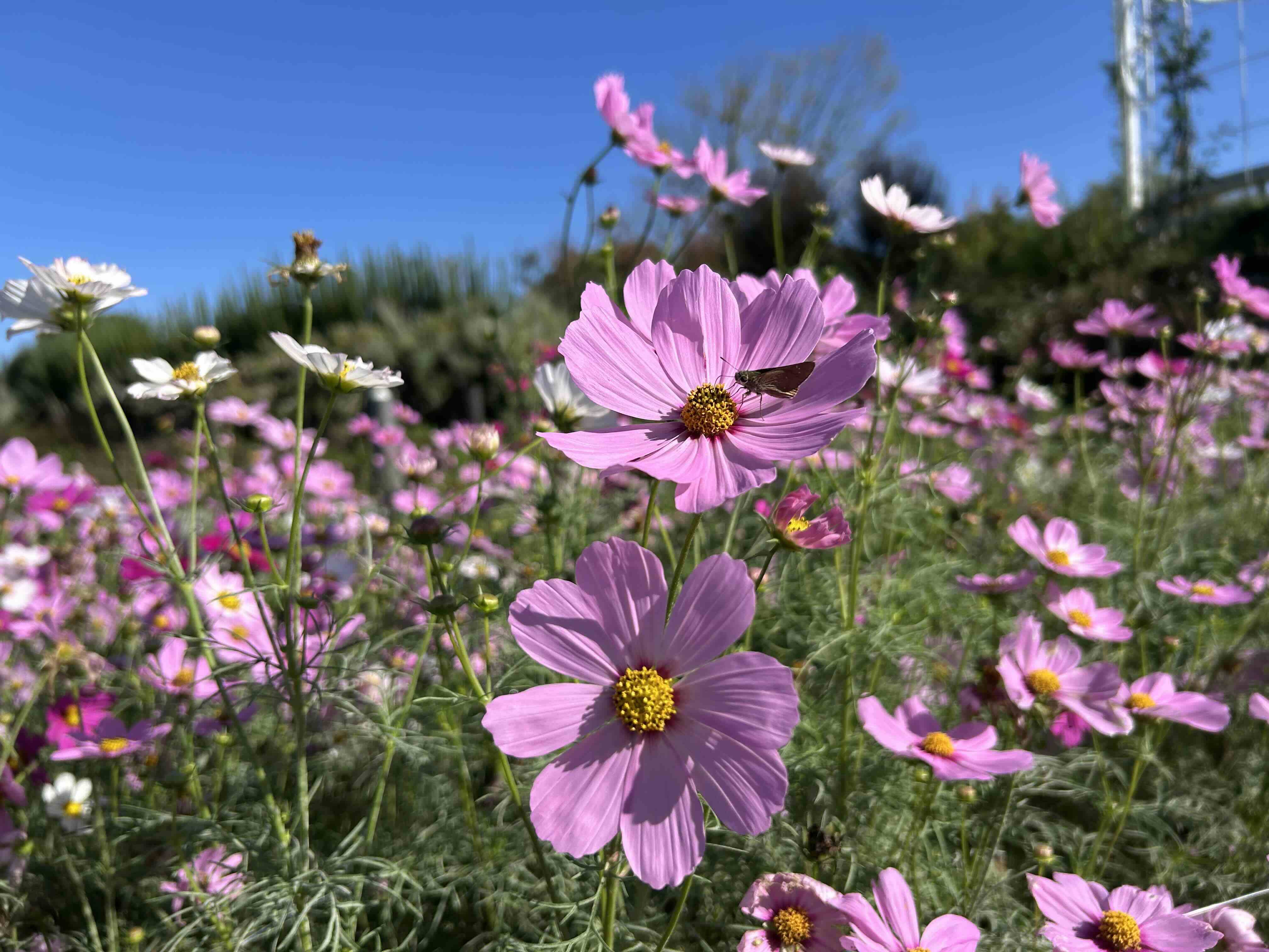 ブログ記事「【花いっぱいプロジェクト】お花畑でコスモスが見頃です！」のサムネイル画像