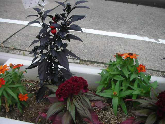 写真③_無害化済.jpg