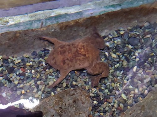 ブログ記事「自然動物館の個性的なカエルたち」のサムネイル画像