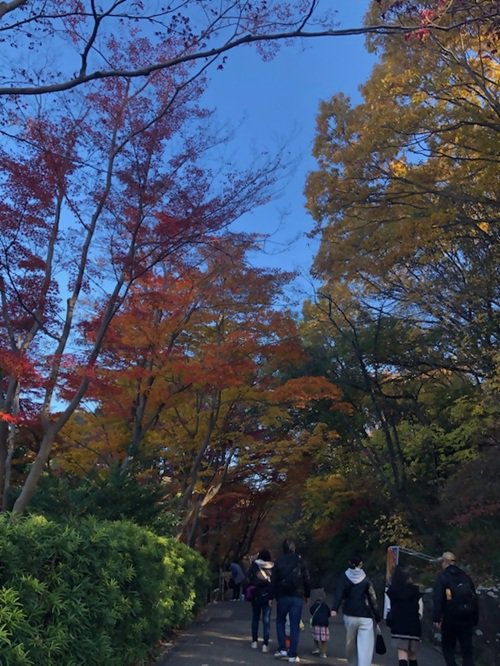 ブログ記事「（植物園長の庭）紅葉終盤です」のサムネイル画像