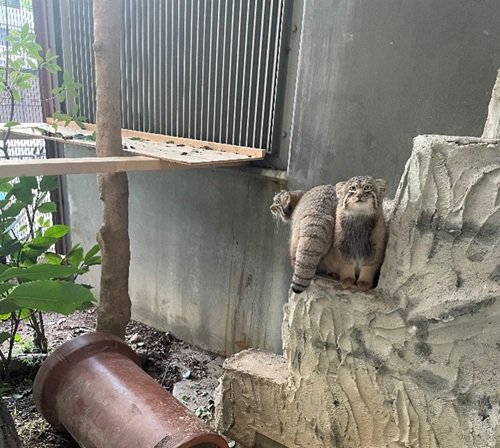 ブログ記事「マヌルネコの引っ越し」のサムネイル画像