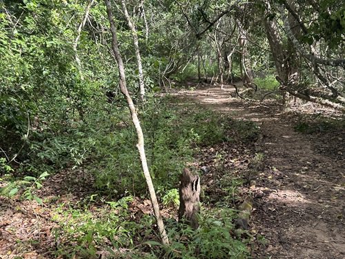 ブログ記事「 コモド紀行（4）～コモド島の森の中へ～」のサムネイル画像