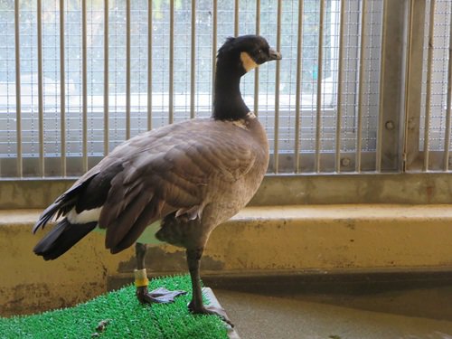 ブログ記事「シジュウカラガンの隔離飼育について」のサムネイル画像