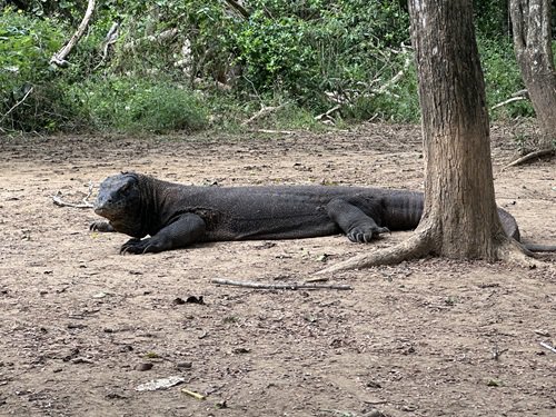 写真3 広場で休憩していたコモドオオトカゲ.jpg