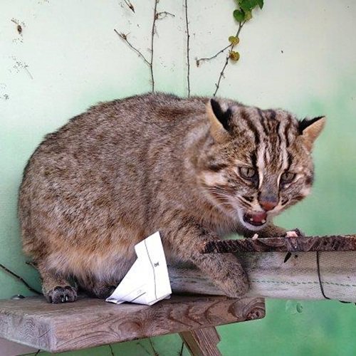 ブログ記事「採食エンリッチメントの効果は？」のサムネイル画像