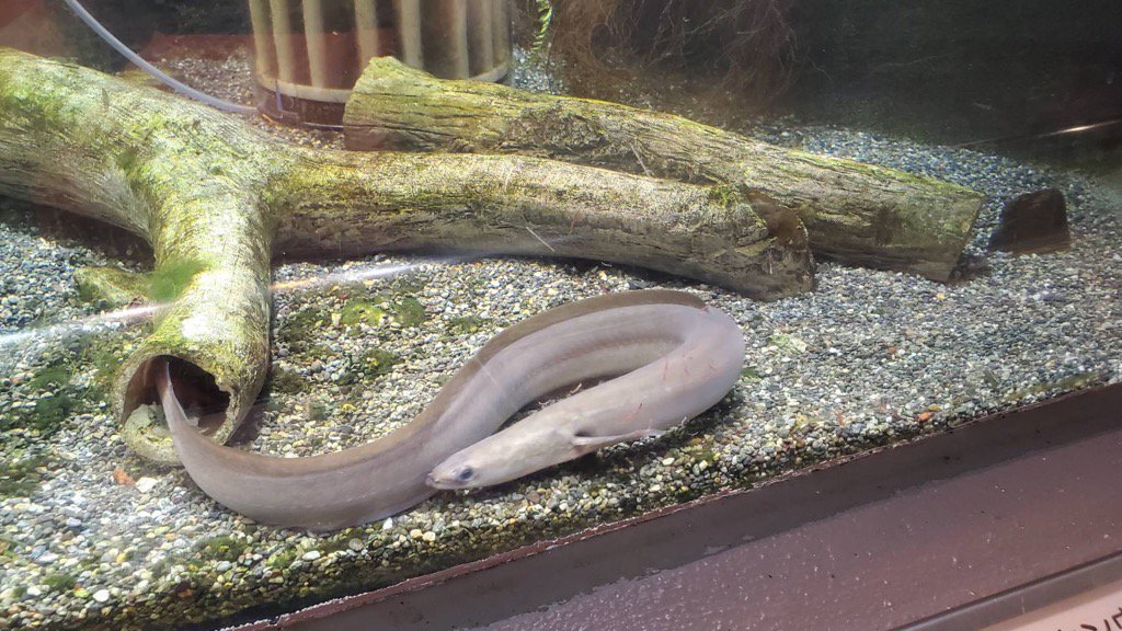 ブログ記事「ウナギはどこへ？」のサムネイル画像