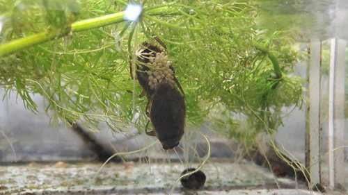 ブログ記事「コオイムシが繁殖しました」のサムネイル画像