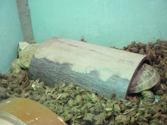 ブログ記事「「ロング・ボディ・パンケーキ」」のサムネイル画像