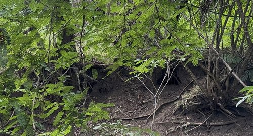 写真5 コモドオオトカゲの寝床.jpg