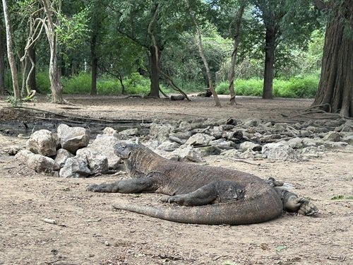 写真6 広場で休憩していたコモドオオトカゲ2.jpg