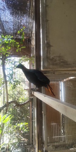 ブログ記事「ニジキジ」のサムネイル画像