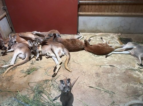 ブログ記事「室内で過ごすカンガルー」のサムネイル画像