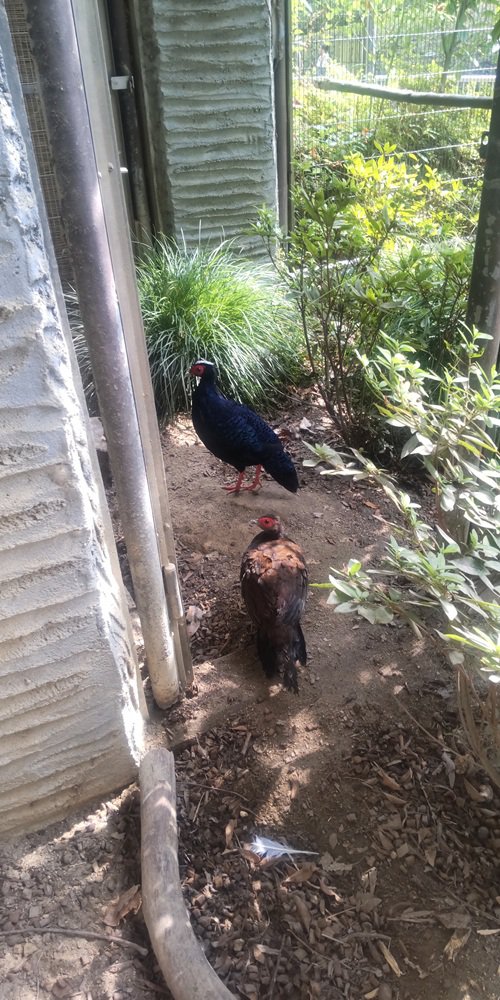 ブログ記事「北園キジ舎のコサンケイ（オス）について（訃報）」のサムネイル画像