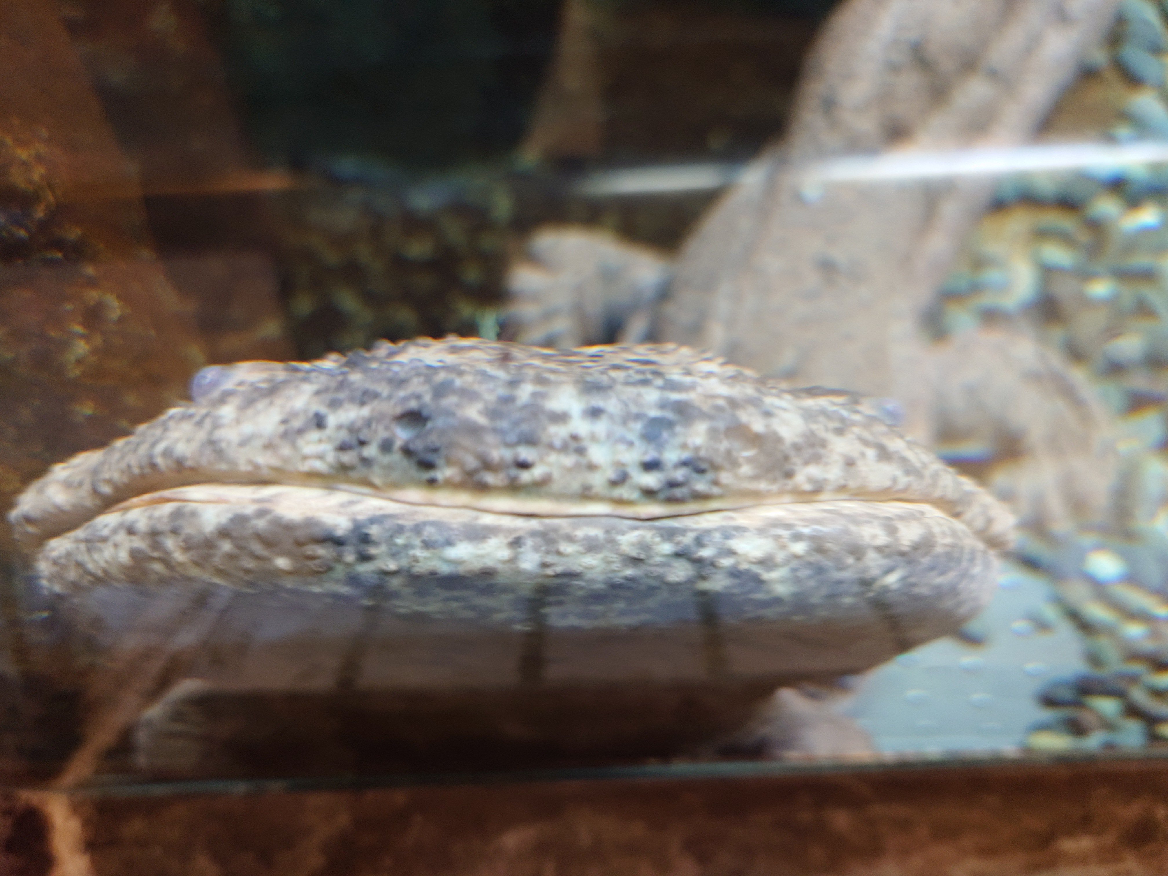 ブログ記事「自然館の個性的なサンショウウオ」のサムネイル画像