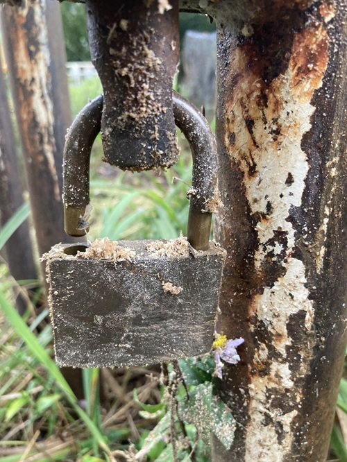 ブログ記事「怪しい粉末......？」のサムネイル画像