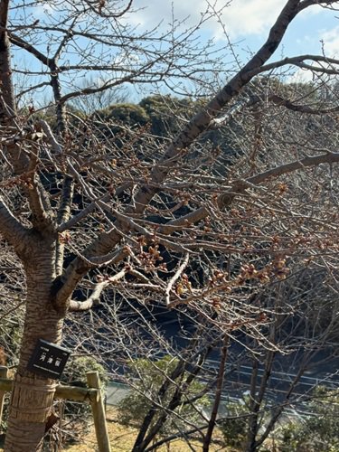 河津桜つぼみ080130.jpg