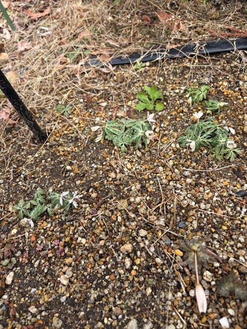 ブログ記事「（植物園長の庭）待望の春です」のサムネイル画像