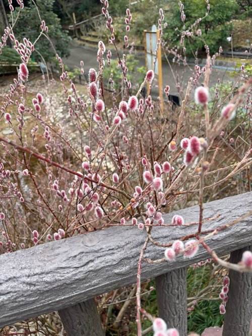 ピンクネコヤナギ080226.jpg