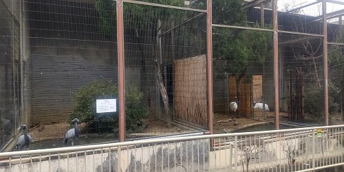 ブログ記事「アネハヅルってどんなツル？」のサムネイル画像