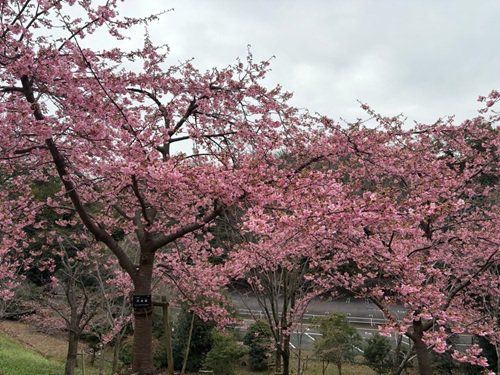河津桜080226.jpg