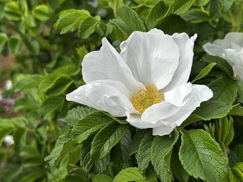 【写真６】0425 ハマナス＠バラ園２.JPG