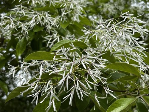 【写真２】0425 ヒトツバタゴ＠子ども動物園.JPG