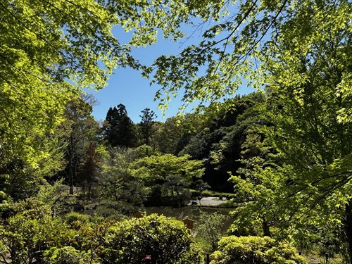 【写真９】0416 新緑＠日本庭園対岸.JPG