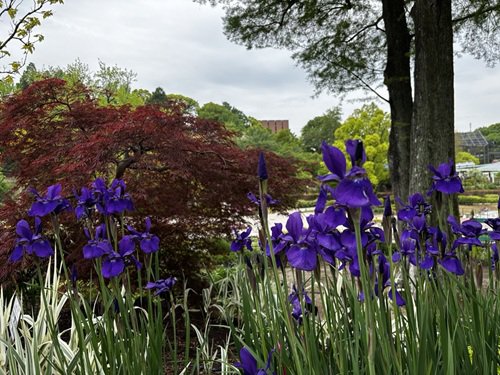 【写真３】0422 カマヤマショウブ＠宿根草園.JPG