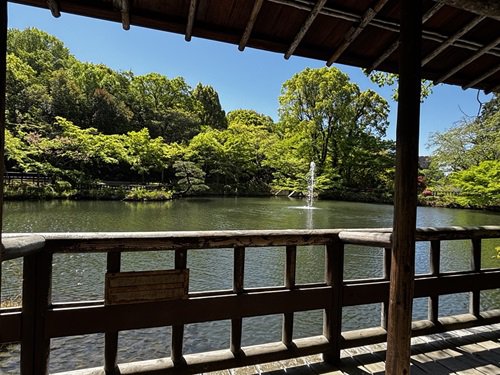 【写真８】0416 新緑＠奥池東屋.JPG