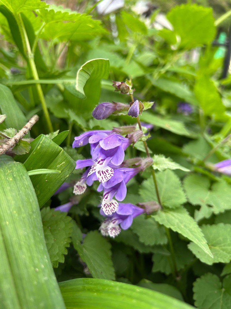 20260407ラショウモンカズラ.jpg