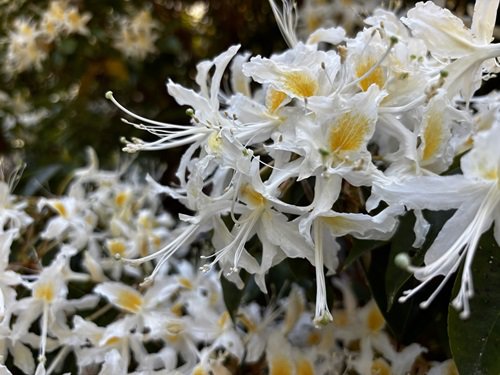 【写真３】0416 中国セイシカ＠竹林灯篭前.JPG