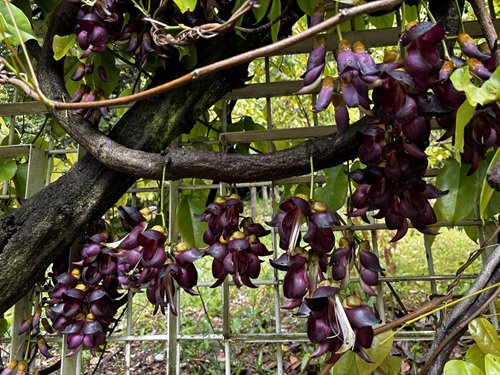 【写真９】0425 トビカズラ＠中国産植物園林.JPG