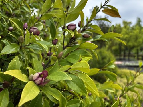 【写真10】0425 カラタネオガタマ＠洋風庭園ほか.JPG