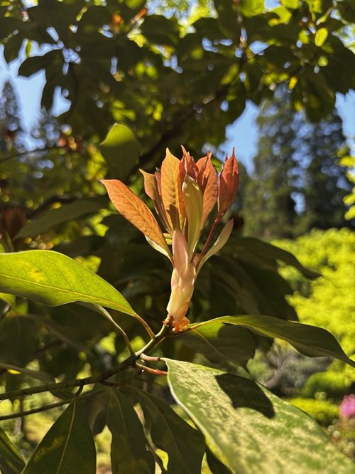 【写真１０】0416 タブノキ＠古窯前.JPG