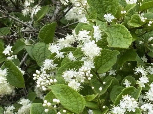 【写真８】0425 サワフタギ＠アメリカ産植物見本園.JPG