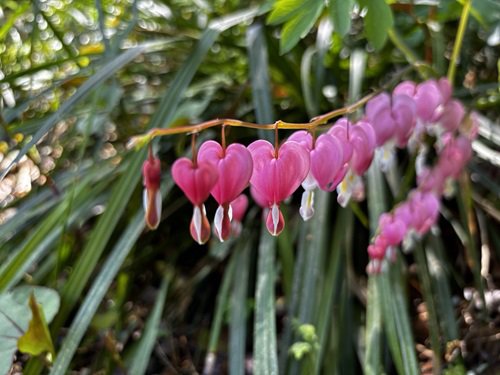 【写真１】0416 ケマンソウ＠源氏の庭付近.JPG