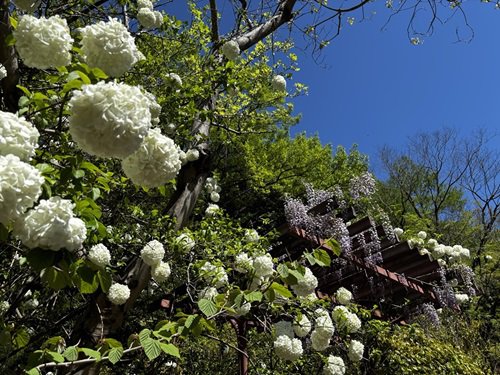 【写真４】0416 シナフジとムーシューチュー＠中国産植物園林.JPG