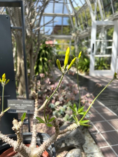 20260412パキポジウム・デンシフロルム.jpg