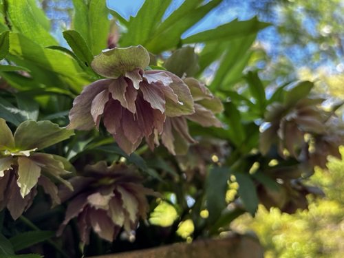 【写真６】0416 クリスマスローズ@シャクナゲの森.JPG