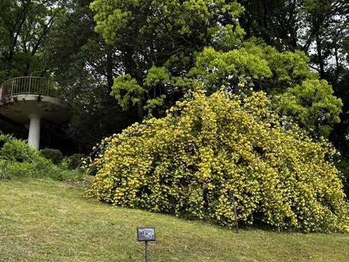 【写真７】0425 モッコウバラ＠バラ園.JPG