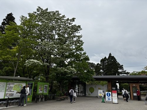 【写真１】0422 ヒトツバタゴ＠植物園門.JPG