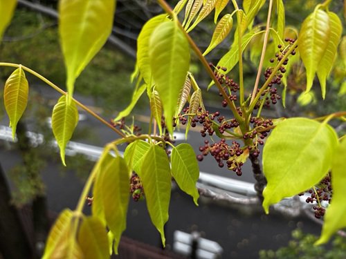 【写真４】0425 チャンチンモドキ（雄花のつぼみ）＠花園橋.JPG